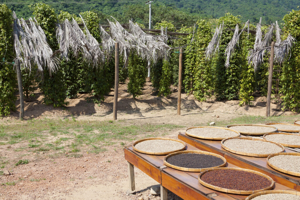 Séchage du poivre noir et blanc de Penja